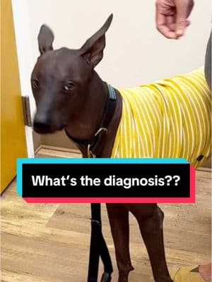 His side eye was sending me but he was actually the bestest boy!! Can anybody figure out the diagnosis?! #veterinarian #xoloitzcuintli #whatsthediagnosis