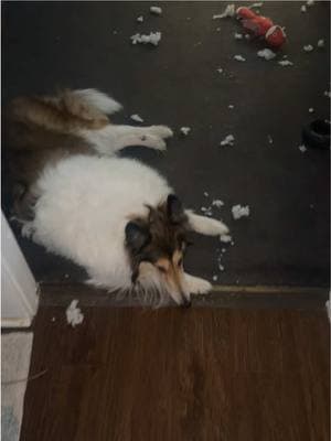 Gonna give my vacuum the day off. Also “indestructible” toys are laughable to her #roughcollie #collie 