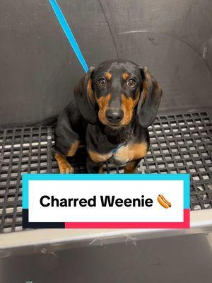 Cute little Dachshund puppy 🐾 ##dachshund##dachshundsoftiktok##dachshundpuppy##dachshunds##doggroomer##dogbath##tutorial