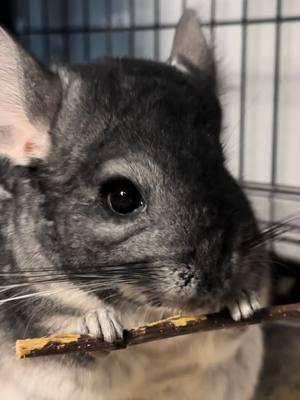 Andarna loves the apple flavored sticks we found! #fyp #chinchillas #fantasy #BookTok #chewing #dental #PetsOfTikTok #family #cuteness #friendly #sandbath 