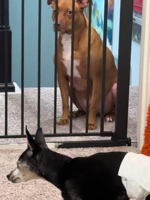 Bentley and Piper squaring off. #Pipertheminpin #dogdaddy #dogdad #piperstong #minpinsoftiktok #minpins #minpin #frostedface #minpinsoftiktok💕 #dogsoftiktok #minaturepincher #seniordogsoftiktok #dogdementia #agingdog #frostedfaces #dogs #dogsnamedpiper #blinddogsoftiktok 