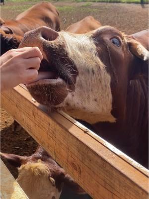 Cow. #moo #cow #kauai #fren