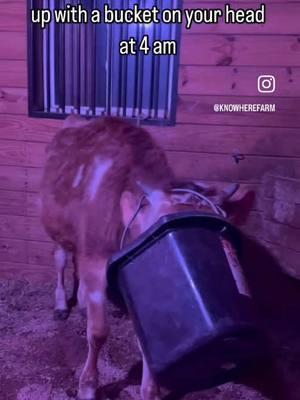 Woke up at 4 AM to find Jerry with a bucket on his head… because why not keep us on our toes? Luckily, it came off easily, and he’s totally fine—just a little embarrassed. Never a dull moment with this guy! #FarmLife #CountryLiving #AnimalLovers #FarmAnimals #CowsBeingCows #BarnLife #EarlyMorningAdventures #PetCows #LifeOnTheFarm #FarmStories #HappyCows #AnimalsOfTheDay #CozyVibes #OutdoorAdventures #FunnyAnimals #MorningSurprise #FarmDrama #CowsOfTheDay #RusticCharm #KnowhereFarm 