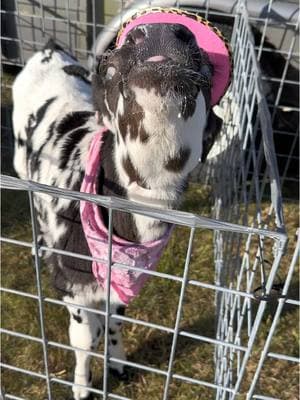 Pretty Boy is definitely more cowboy than you #cowboy #cow #beefcow #babycow #cattle #steer #cowsoftiktok 