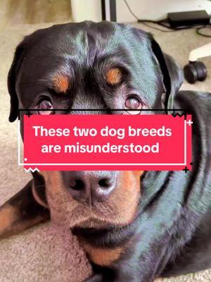 These two dog breeds are sometimes misunderstood and adapt well to a loving home. They are sweet big babies and are here to love and protect their families. #dogs #dog #dogsoftiktok #dogsofttiktok #doglover #dogmom #dogtok #dogvideo #doggo #guarddog #watchdog #dogdad #rottweiler #rott #rottweilersoftiktok #rottie #rottweilers #rottiesoftiktok #boxer #boxerdog #boxersoftiktok #boxers #boxerpuppy #boxerdogs 