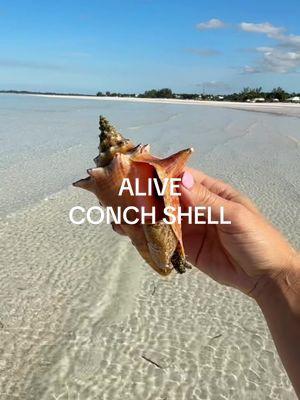 made this video to show when they are alive this is when you dont take them! This one was friendly & wanted to say hi 🐚✨ #conch #bahamas #shells 