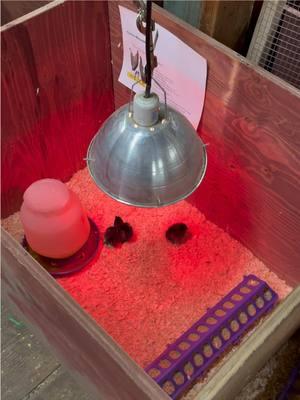 Drove 1.5 hours for chicks for them to only have 3 left and one is gimpy. These babies were practically outside in 35-40 degree weather with a heat lamp that was so high up I couldn’t leave without them.  #chickdaysarehere #babychicksoftiktok #chicksoftiktok #newbabychicks #homesteadproblems 