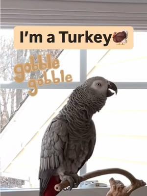 Today I’m going to be a Turkey🦃Feel my love everyday - get my Symagirl merch today! I have adult and kids Ts, hoodies and mugs! LINK IN BIO! Scroll when you’re there to find more of your favorite Symagear! #symontheafricangreyparrot #talkingparrot #babyparrot #congoafricangrey #africangrey #africangreyparrot #parrotsofinstagram #africanparrot #petsofinstagram #birds #cag #talkingbird #crazybird#birdsofinstagram #sillybird #parrots #pets #redbuttchicken #funnyparrot  #crazyparrot #smartbird #happyparrot #talkingbird #symontheafricangreyparrot #babyparrot #congoafricangrey #africangrey #africangreyparrot #parrot #parrotsoftiktok #africanparrot #africanparrots #parrotsoftiktok #greyparrots #africangreysoftiktok #symonpapps #congoafricangreysoftiktok #cag #talkingparrots #talkingparrot #parrotlovers #parrotlife #funnyparrot #talkingbird #africangreylover #bird #funnyparrot #crazyparrot #Africangreyparrotsoftiktok #girlpower #learningtotalk #educatedparrot #alextheparrot #fyp