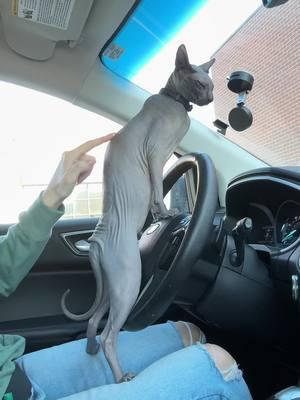 When you’re teaching your teen how to drive. 🥹🫶👹 She is growing up too fast! #mistercrinkles #pretty #cats #catsofinstagram #fyp #viral #meow #lover #cats #donskoy #hairless ##sphynxcat #PetsOfTikTok #nakedcats #sphynxtok #Sphynxaddiction #crazy #funny #funnyvideos #uniquevideos #dinguscatsphynx #backtothekittyshekindofpretty #clariceandmistercrinkles #skinwalkers #naughty #goblin #gremlins #utah #veterinarymedicinine #vetmedlife #clarice #courtney #geriatriccat #meow #senior #BestFriends #catsofinstagram #meow #oldlady #fyp #purr 