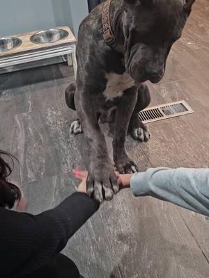 King   7 meses 130lbs #canecorso   #reelsvideoシ #reelsviralシ #videoviralシ #reelschallenge #fypシ゚ #facebookviral #fyp #1BHK #reel #reels #funny # #trump #redadas #appliances #refrigerador #estufas #lavadoras #secadoras #homeappliances  #potrillos #caballaosoficial  #vendo #rancholaslomaschiquimula #viral #Chiquimula #elmejorrestaurante #ipalafer2025 #trump #migra  #quinceñera  #williapinto  #rancholaslomaschiquimula #viral #Guatemala #Chiquimula #unitedstatesofamerica 