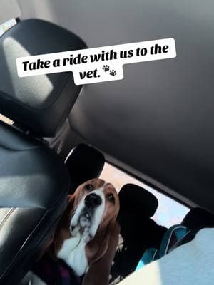 Practically perfect in every way. #basset #dogcommunity #community #bassethound #dog #dogs #cute #carride 