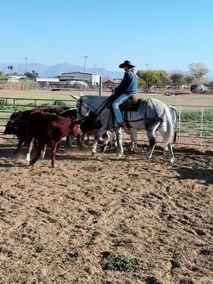 New mule in for training! #fyp #foryou #foryoupage #horse #horses #horsesoftiktok #horsetrainer #horsetraining #mule #mules #mulesoftiktok #muletraining #muletrainer #muleskinner #camelscreamer 