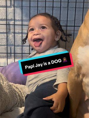 Papi Jay has turned into a dog. I don’t know what to do. #Ace #bishopace #pitbullsoftiktok #dogsoftiktok #fyp #aceandgrandma #grandmaandace #foryourpage #dogofgod #papijay #gforgodson 