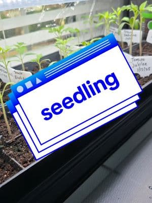 #seedstarting #seedlings #ladybug2002🐞 #ladybugsgarden🐞 #atlantagardengirl #georgiagardengirl🌱💚 #zone8a #zone8agarden #gardenwithladybug #seeds #gardentok #gardening 