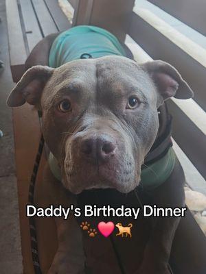 Happy Birthday Dad 🐾❤️🐕 #americanbullybreed #dogsoftiktok #PetsOfTikTok #tiktokpets 