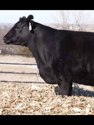 #byergoangus #byergo #angus #cow #elite #genetics #rockstar #perfect #female #sale #february #15th #trust #honest #cattle #beef #farmtok #foryoupage #poundspay #efficiency #tested #winter #missouri #midwest #heart #america #bovine #offspring #born #usa #magic #black #brockfarms 