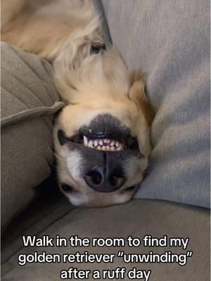 & I wonder why my couch cushions are always a mess #ruff #rufflife #dogteeth #teeth #teef #dogsbeingdogs #funnydogvideos #dogcontent #goldenretriever #goldenlove #dogtok #bellyup #foryourpage 