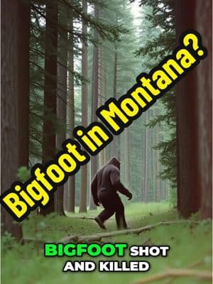 Bigfoot Shot: The Shocking Story from Montana We explore the incredible tale of Bigfoot sightings and rumored encounters in Montana, revealing the chilling possibility that these legends might be more than just myths. Discover why this story has shocked many and what it means for the search for Bigfoot. #Bigfoot #MontanaMysteries #UFOs #Cryptozoology #MysteriousEncounters #Paranormal #Mythology #Supernatural #LegendaryCreatures #BigfootSighting