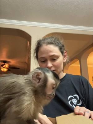 Thank you so much @Rene AKA Mimi 💗 #tiktoker #kinkajou_monkey #fypage #trending #fypシ゚viral #fyp #tiktokisback #monkeybusiness #monkeysoftiktok #18monthsold #texas #monkey #missxoebelle #gift 