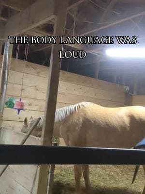 He was a very good boy and good about expressing his dislike of the second saddle, it is too small  #horse #hearthorse #equine #equestrianlife #equestrian #fyp #foryoupage #lugosthepalomino #saddlefit 