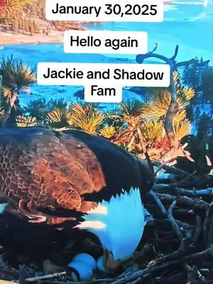 Jackie❤️Shadow Season 2025 #lovestory #eggs #baldeagle #bigbear #season2025 