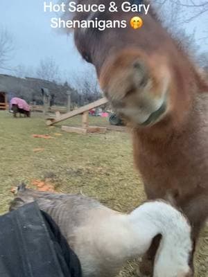 On this day last year, Hot Sauce & Gary fought for my attention! Paizley wanted to record Hot Sauce doing his lay down trick, he had just learned it #paizleysponies #paintedponiesranch #cute #funnypets #pets #farmlife #myday #horses #minihorses #ponies #ranchlife #life #adorable #poniesoftiktok #minihorse #redroan #horsegirl #geese #goose 