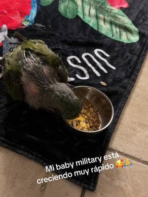 #pericostiktok #parrotsworld #parrotslover #parrots #viralvideo #avesdelmundo #militarymacaw 