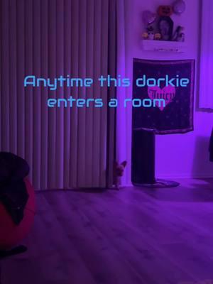 WAKADOODLIEST #yorkie #dorkie #juicy #dogsofttiktok #dogtok #fypシ゚viral #Love #cutie #crazy #cozmo #mert #hehe #yorkshireterrier 