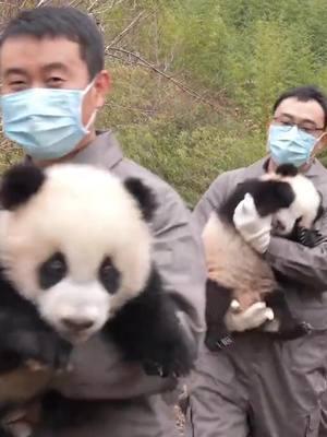 Giant panda cubs born in 2024 at the China Conservation and Research Center for the Giant Panda in Chengdu are sending you their New Year greetings! Credit to 中国大熊猫保护研究中心 on Douyin #wonderfulChina #amazingChina #giantpanda #cub #SichuanProvince #SWChina #travelinChina #2025 #greeting