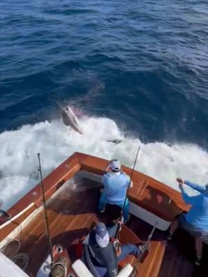 Red hot marlin bite in Salinas 55 marlins released #marlin #bluemarlin #billfish #fishing #careychenart 