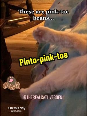 #toebeans #talkingcat #manxcat #catsoftiktok #thereacatlivesofnj 