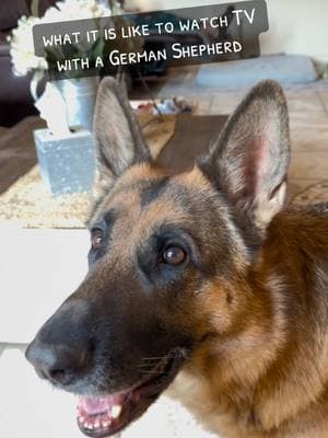 what it is like to watch TV with a German Shepherd Our Trinity is a Ball dog, loves her ball! 😂🐾🥰 #balldog #germanshepherd #whatitislike #graystonefarmsgsd #gsdoftiktok #gsdmomlife #dogs 