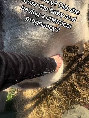 Pregnant or nah? #pregnanydonkey #minidonkeys #donkeys #spottedjack #rarebreeds #thelivestockconservancy 