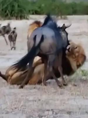 Wild dog vs Lion vs Wildebeest #animals #animalsoftiktok #wildlife #wilddog #lion #wildebeest #fyp 