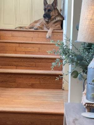 Our shepherds life always on the job, surveillance 😜 ##germanshepherd##surveillance##ourgermanshepherds##graystonefarmsgsd##gsdoftiktok##gsdmomlife##dogs##bestdogs