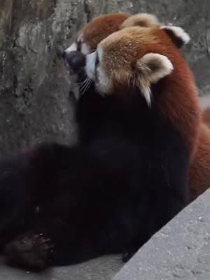 Red panda #redpanda #redpandas #fyp 