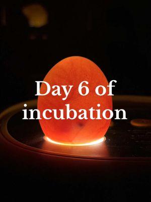 Follow along! I’ll be back on day 14 to candle again & you won’t want to miss them hatching on day 21!  I’ve been having eggs for almost TWO decades! It never gets old.  #incubation #incubating #hatchingeggs #hatchingchickens #hatchingchicks #hatchingchickeneggs #chickeneggs #eggs #chickens