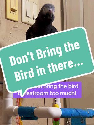 Don’t bring him in bathroom unless you want this… 😆 #leosworld #funnypet #talkingparrot #birdintelligence #seentoomuch #fart #diarrea 