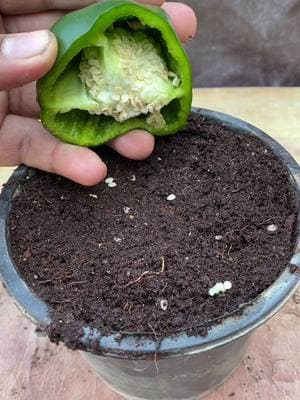 how to grow bell pepper at home #garden #viral #plant #fyp #trending #foryoupage #shorts #ideas #reel #plants #gardening #reels #bellpepper 