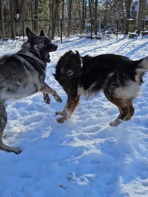 Everyday. I wouldn't change it for the world. They're truly best friends. Always have been. #shilohshepherdbrothers #shilohshepherd #anduril #inigo #andurilinigo #WWE #wrestling #mma 