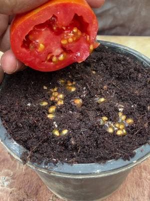 how to grow tomatoes at home #garden #viral #fyp #shorts #reel #plant #gardening #foryoupage #trending #reels #foryou #ideas #tomato 