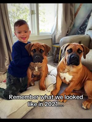 Flashback Friday . . #dogs #dogsoftiktok #dogsofttiktok #protector #dogvideos #dogsoftiktoks #dogreels #dogcontent #doglover #doglovers #dogtok #bigdogsrule #bigdogsoftiktok #bigdoglove #viraldogs #flashbackfriday #Flashback #protective #bodyguard  #badassdog #boerboels #boerboelsoftiktok #maximusandmorpheus #lockjaw #trending #growinguptogether #childhooddog 