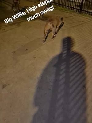 Big Willie is steppin' proud!"#dogtok #thesimplethings #funnydogstuff #stopbullyhate #dogs #lovinganimals 