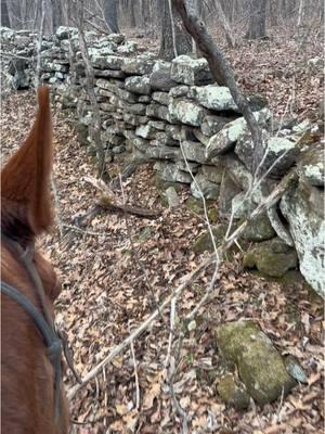 Rock wall in the Ozarks. #beargrease #ozarks 