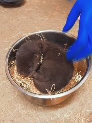 We're flipping out over this name reveal with Keeper Mary Beth! 🦦🤩 From biggest to smallest, meet: 💙 Sutton 🩷 Tallulah 🩷 Kaya 💙 Talon In case you’re otterly behind on the news, Tilly (mom) and Winston (dad) welcomed four North American river otter pups on Dec. 7. The little ones are expected to make their exhibit debut this spring after they learn to swim and get introduced to Winston. Stay tuned for more pup-dates! #toledozoo #toledoohio #animalsoftiktok #zookeeper #zookeepersoftiktok #otterpup #babyanimalsoftiktok #babiesoftiktok #cuteanimals #namereveal