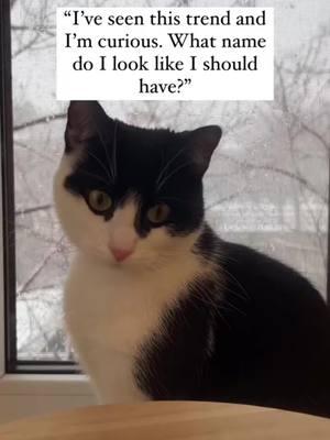 What do you think?  Follow for daily cat giggles 💕 #funnycat #sillycat #tuxedocatsofinstagram #longhairedkitten #onthisday #catsoftiktok 