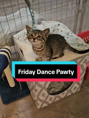 cutest little line dancers ever! the 2 super floofs have already found their furever homes, but the other two are ready to shuffle right into your heart and home! #cats #catsoftiktok #sheltercats #adoptdontshop #fridaydanceparty #pawty 