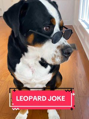 You missed a spot!🐆 Audio: @Icey-Tek USA #fyp #fypシ #foryourpage #dadjokes #fridayfunnies #dogs #dogsoftiktok #funnydog #dogvideo #swissy #fosterdog #fosterpuppy 