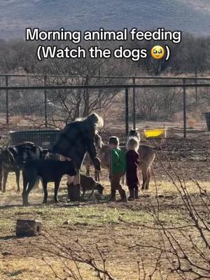 If you recognize this song… we danced to it at our wedding because I loved George of the Jungle 😂👏🏻 #fyp #foryou #foryoupage #farmtok #farmlife #canecorso #canecorsoitaliano #workingdog #iccf #arizona #homestead #goats #cattle #georgeofthejungle 