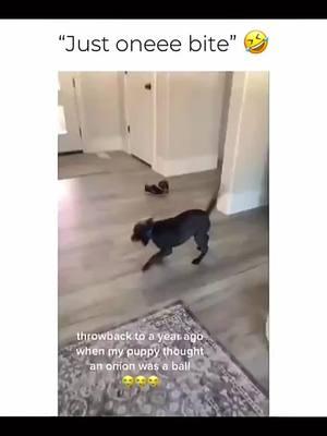 Funny and cute dogs compilation 🤣 🥰 #funnydog #funnypet #cutedog #dogoftiktok #doglover #dog 